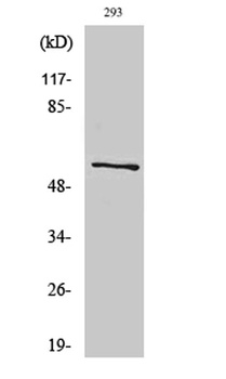 ATP5A rabbit pAb