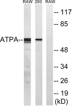 ATP5A rabbit pAb