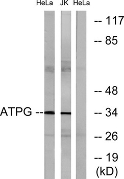ATP5C1 rabbit pAb