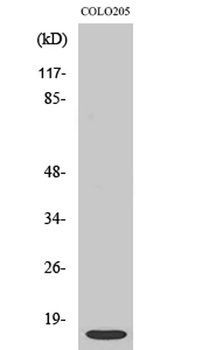 ATP5I rabbit pAb Antibody