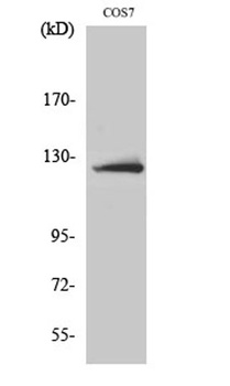 ATP-citrate synthase rabbit pAb