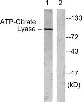 ATP-citrate synthase rabbit pAb
