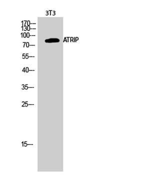 ATRIP rabbit pAb