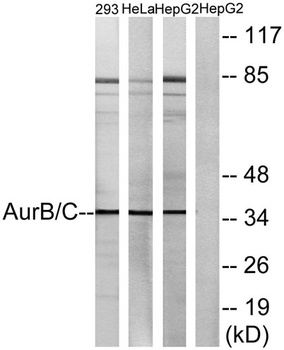 AurB/C rabbit pAb