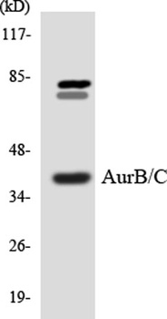 AurB/C rabbit pAb