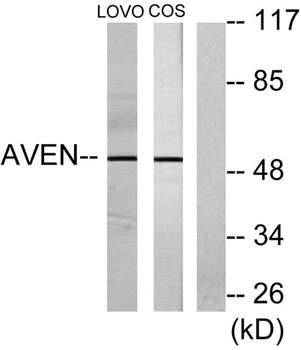 Aven antibody