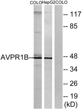 AVP Receptor V3 rabbit pAb