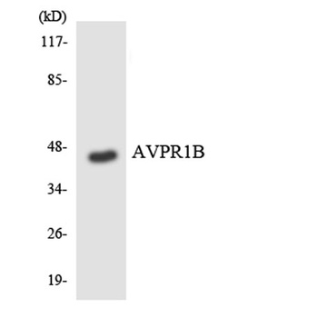 AVP Receptor V3 rabbit pAb
