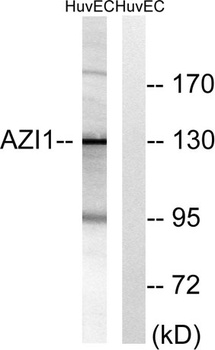 AZI1 antibody