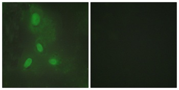 BACH1 antibody