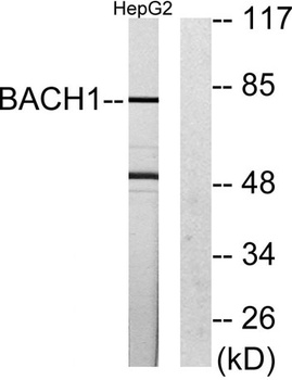 BACH1 rabbit pAb