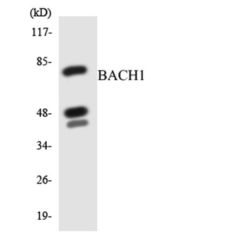 BACH1 rabbit pAb