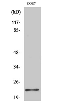 Bad antibody