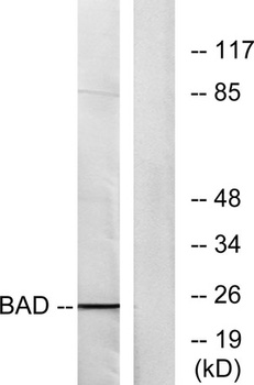 Bad antibody