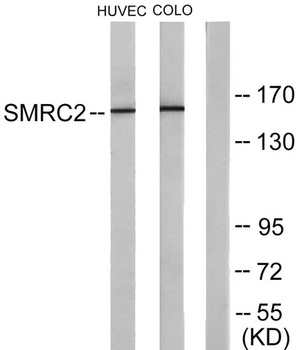 BAF170 antibody