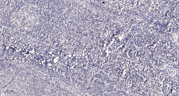 Bag-4 antibody