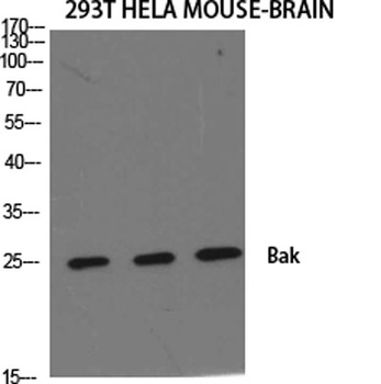 Bak antibody