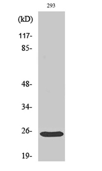 Bak antibody