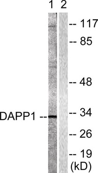 BAM32 antibody