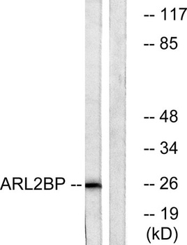 BART1 rabbit pAb