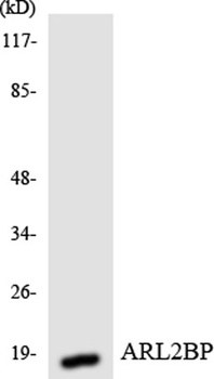 BART1 antibody