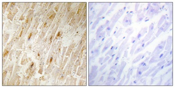 BCA3 antibody