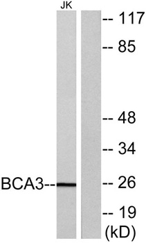 BCA3 rabbit pAb