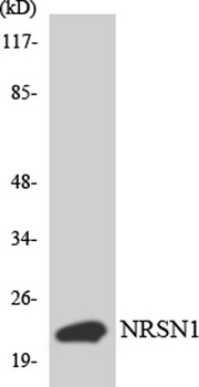 BCA3 antibody