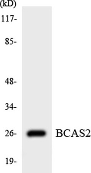 BCAS2 antibody