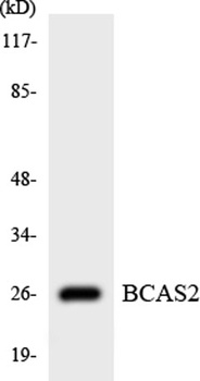 BCAS2 rabbit pAb