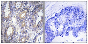 Bcl-w rabbit pAb