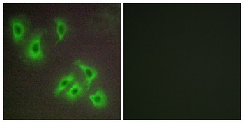 Bcl-w rabbit pAb