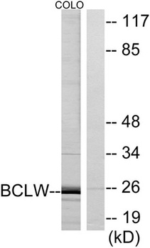 Bcl-w rabbit pAb