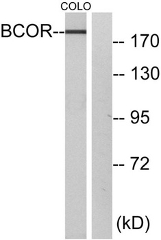 BCoR antibody