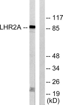 BCSC-1 rabbit pAb