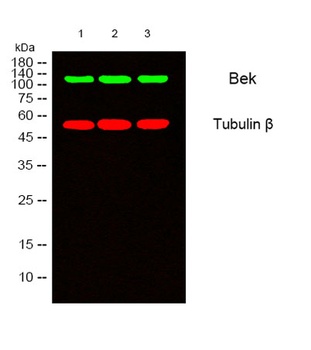 Bek rabbit pAb