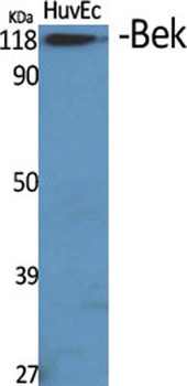 Bek antibody