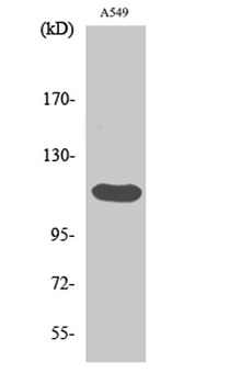 Bek antibody