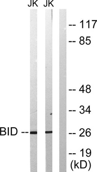 BID antibody