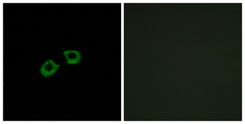 BIG2 antibody