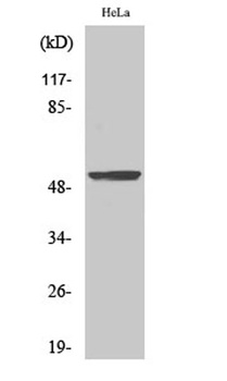 BMP-3A antibody