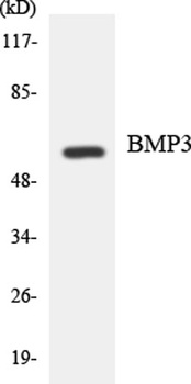 BMP-3A antibody