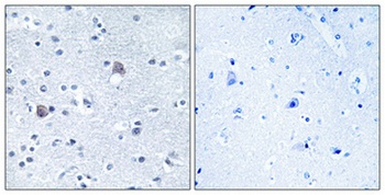 BMP-8A antibody