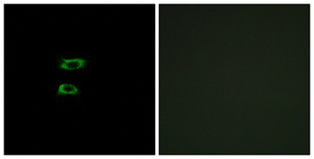 BMP-8A antibody