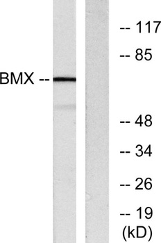 Bmx antibody