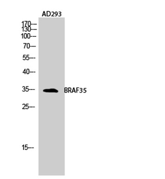 BRAF35 rabbit pAb