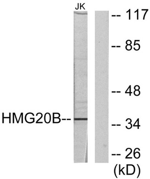 BRAF35 antibody