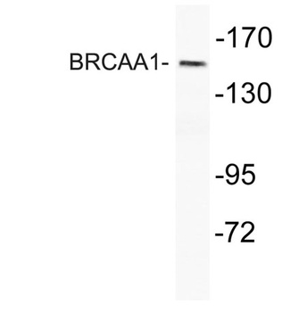 BRCAA1 antibody