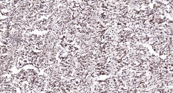 BRD3 rabbit pAb