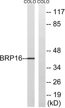 Brp16 antibody